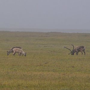 Caribou - Alaska