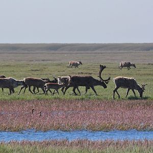 Caribou - Alaska