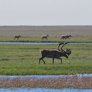 Caribou - Alaska