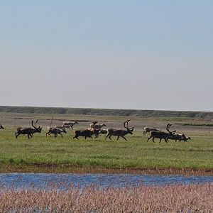 Caribou - Alaska