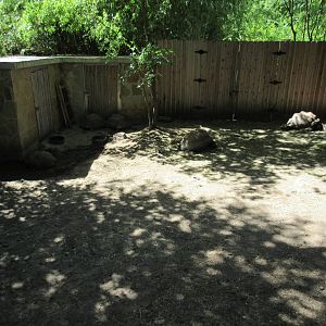 Aldabra Tortoise Exhibit