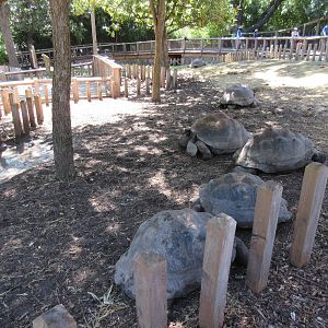 Galapagos Tortoise Exhibit