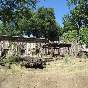 Giant Anteater Exhibit
