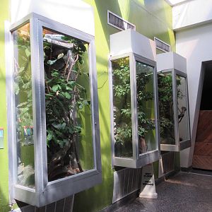 Reptile House - Chameleon Exhibits (3 Species)