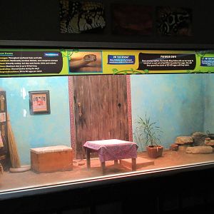 Reptile House - King Cobra Exhibit