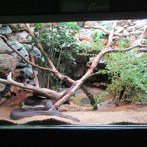 Reptile House - Olive Python Exhibit