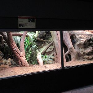 Reptile House - Crocodile Monitor Exhibit