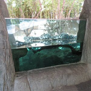 Asian Small-Clawed Otter Exhibit - Underwater Viewing