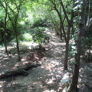 Malayan Tiger Exhibit