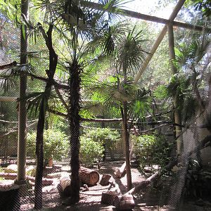 Primate Place - Allen's Swamp Monkey/Mona Monkey Exhibit