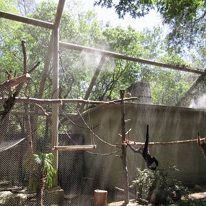 Primate Place - White-Cheeked Gibbon Exhibit