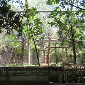 Primate Place - Black-Handed Spider Monkey Exhibit