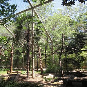Primate Place - Black-Handed Spider Monkey Exhibit
