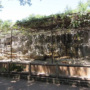 Texas Cats - Cougar Exhibit