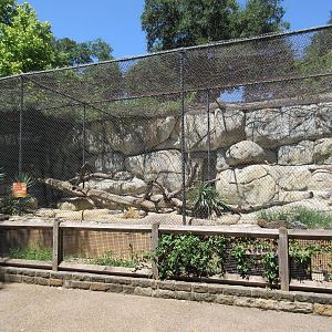 Texas Cats - Bobcat Exhibit