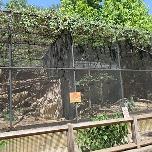 Texas Cats - Ocelot Exhibit
