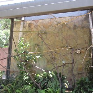 Cotton-Top Tamarin Exhibit