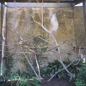 Golden Lion Tamarin Exhibit