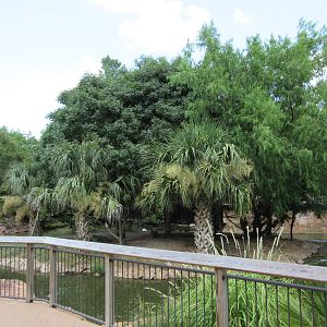 Squirrel Monkey Exhibit