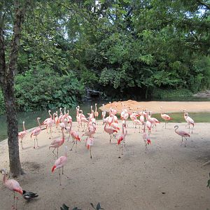 Chilean Flamingo Exhibit