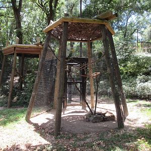 Sun Conure + Yellow-Headed Amazon Parrot Exhibits