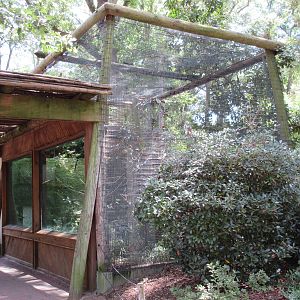 Golden Lion Tamarin/Grey-Winged Trumpeter Exhibit