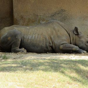 Black Rhino