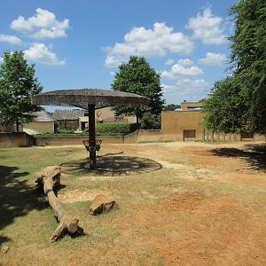 Black Rhino Exhibit #2