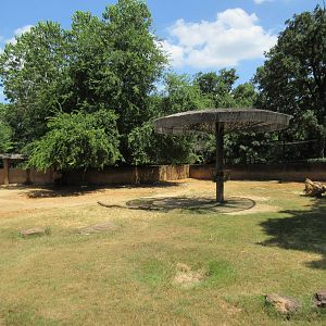 Black Rhino Exhibit #2