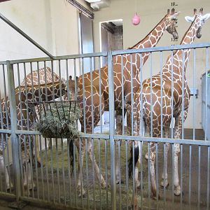 Reticulated Giraffe Barn (half of barn)