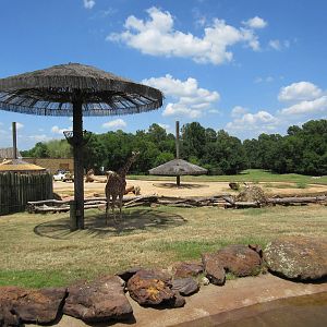 Reticulated Giraffe Exhibit