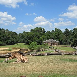 Reticulated Giraffe Exhibit