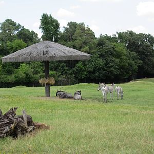 East African Savanna