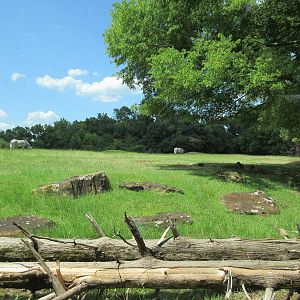 East African Savanna