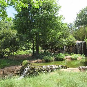 Ring-Tailed Lemur Exhibit