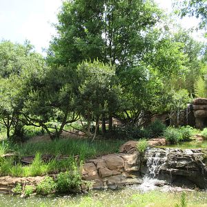 Ring-Tailed Lemur Exhibit - beautiful!