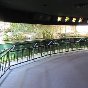 African Cichlid Tank