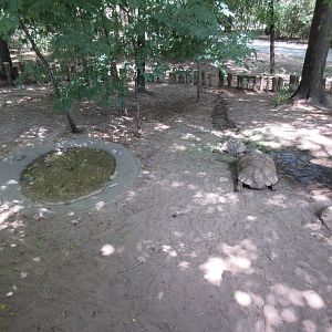 African Spurred Tortoise/Leopard Tortoise Exhibit