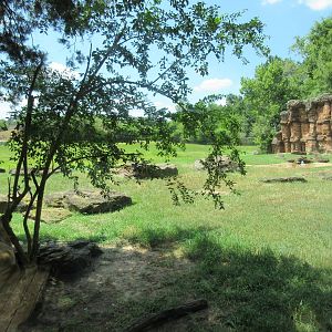 Lions + East African Savanna
