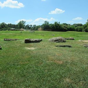 Lion Exhibit + East African Savanna