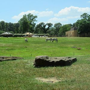Lion Exhibit + East African Savanna + African Elephant Exhibit