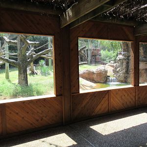 Colobus Monkey/Bongo/Yellow-Backed Duiker Exhibit