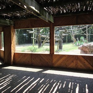 Colobus Monkey/Bongo/Yellow-Backed Duiker Exhibit