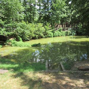 American Alligator Exhibit