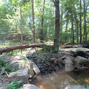 American Black Bear Exhibit