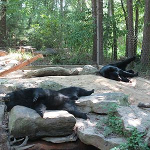 American Black Bear Exhibit - Sleeping Bears