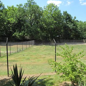 White-Tailed Deer Exhibit - Side Yard