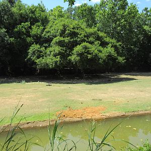 Bison/White-Tailed Deer/Texas Longhorn/Sandhill Crane/Turkey Vulture Exhibi