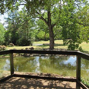 Bison/White-Tailed Deer/Texas Longhorn/Sandhill Crane/Turkey Vulture Exhibi