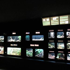Assorted Terrariums (9 species of tarantula on right)